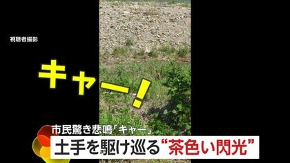 「危ない！危ない！危ない！」白昼堂々ホップ、ステップ、ジャンプ…鹿が土手を“爆走”　通行人も“珍客”にぼう然…驚きの悲鳴も　東京・八王子市