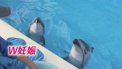 “カマイルカ”の「W妊娠」 水族館が発表　しかし成功例少なく…飼育チーム総力戦で出産準備へ【福岡発】