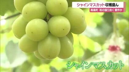 果樹王国・山形の秋を代表するエメラルドグリーン「シャインマスカット」収穫盛ん　山形・高畠町