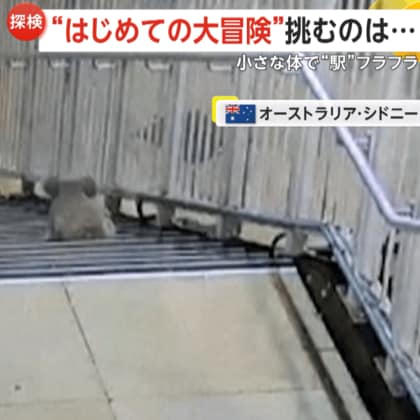野生のコアラが“はじめての大冒険！”　駅をフラフラ挑むは…電車への乗車？　警察出動で逃げ去る　オーストラリア