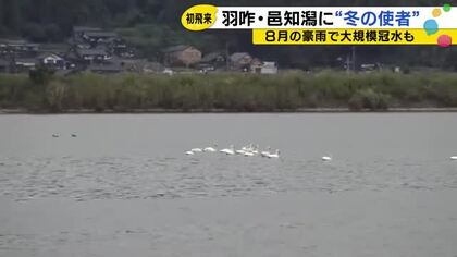 豪雨被害の邑知潟に「冬の使者」飛来　コハクチョウ16羽、去年より2日早く