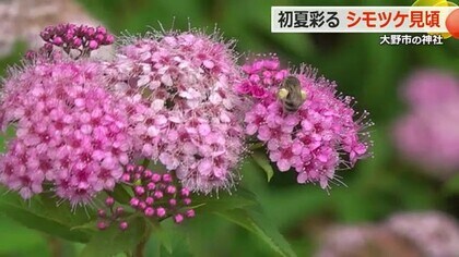 可憐なシモツケの花　神社が初夏の装い　大野市の埴安姫神社で見頃　6月末まで【福井】