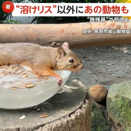 今年の夏の風物詩“溶けリス”　氷の上に“ペターン”とおなかくっつける姿が話題に　“酷残暑”でモルモットも悲鳴　長野市・城山動物園