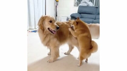 「ぼくと遊んでえぇぇえ」豆柴が体の大きい“妹犬”に全力“ホリホリ”で熱烈なお誘い…2匹の関係性を聞いた