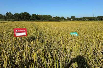気候変動下でのコメ収量の増加に向けたベトナムでの実証を完了