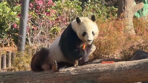 上野の双子パンダきょうから「1人1分」制限観覧に　1月返還でファンが長蛇の列　23日以降は申し込み制で1月25日最終観覧