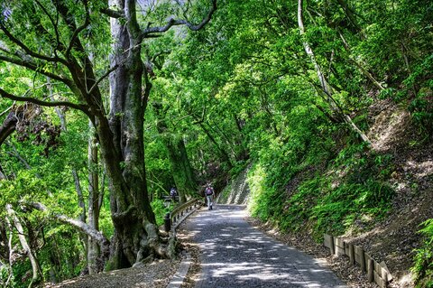 高尾山にツキノワグマ　人気の登山道1号路付近で確認　シルバーウィーク控え八王子市が注意呼びかけ