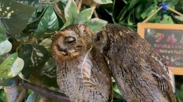 可愛いフクロウ明り取り、大１羽 可愛いフクロウ明り取り、大1羽