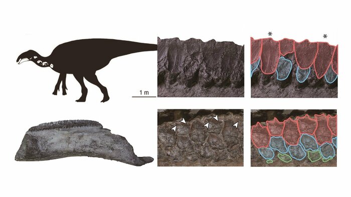 他のハドロサウルス科の歯(右下)に対して、ヤマトサウルスの歯(右上)は数が少ない(シルエット:増川玄哉氏)