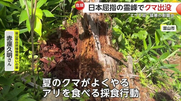 クマが削っていた木