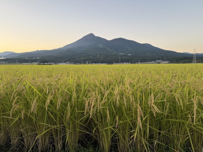 日照不足による成長不良、長雨による刈り遅れなど、天候の影響を受ける稲作現場（筆者撮影）