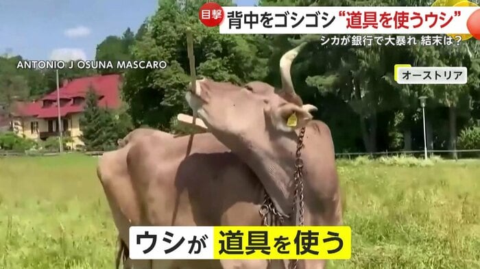 体をかいているような様子のウシ