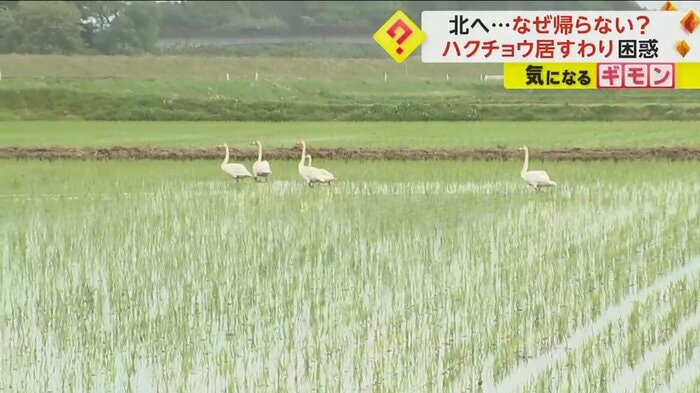 田んぼの中を歩く5羽のハクチョウ