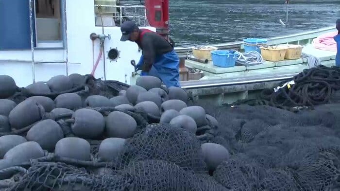 6月、綾里漁協が定置網漁を再開