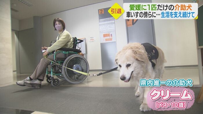愛媛県内唯一の介助犬・クリーム(10)