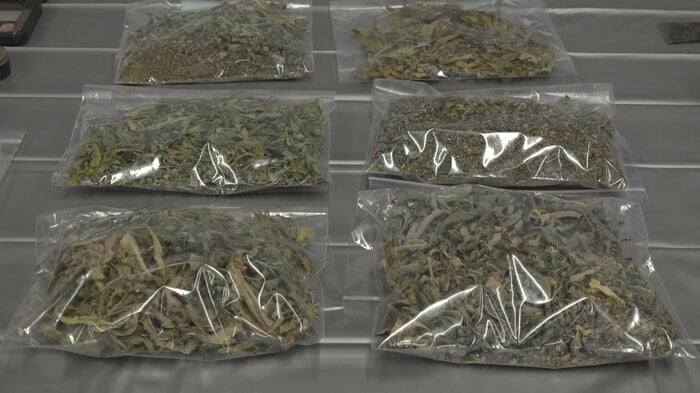 押収された乾燥大麻