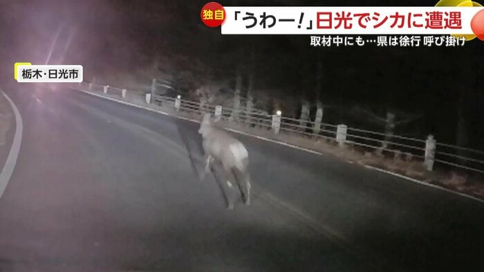 夜道に飛び出してきたシカ（提供：@skyvvv2）