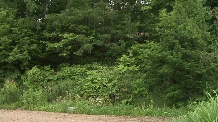 池上さんがクマを駆除した現場