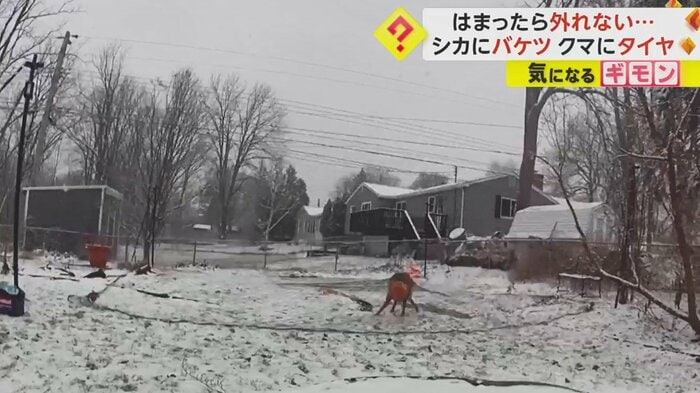 シカの上にネットが落ちてきた