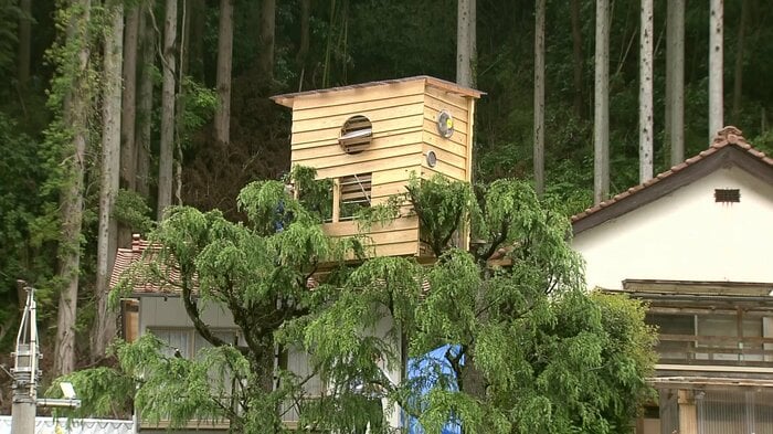 木の上に…乗っている!?