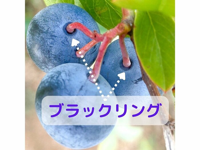 完熟のサイン