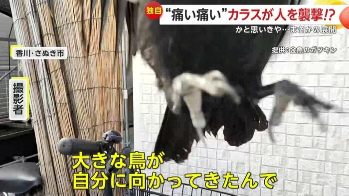 カラスが飛びかかってきた瞬間