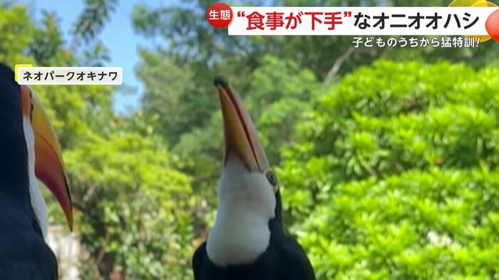くちばしの先にエサ刺さってしまった様子