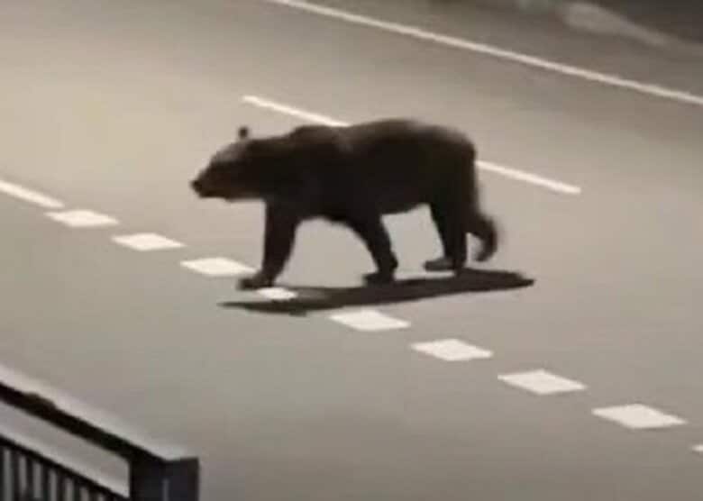【ヒグマ駆除のマチに苦情】『クマ殺すな！どこで判断したんだ？』抗議電話相次ぐ…新聞配達員の男性が襲われ死亡・住民の不安が続くなか、町外からの電話対応で業務に支障も＜北海道福島町＞｜FNNプライムオンライン