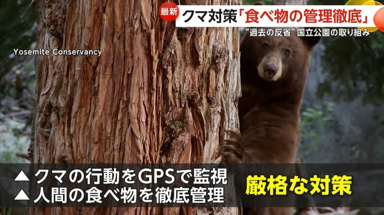 “餌付け”の反省から「GPS監視」「食べ物の管理徹底」で被害98％減少　「ヨセミテ国立公園」クマ対策の成功例｜FNNプライムオンライン