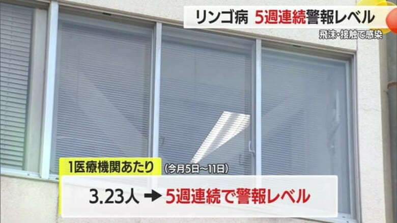 【山形】5週連続警報レベル・リンゴ病の流行続く　飛まつ・接触で感染広がるので注意｜FNNプライムオンライン