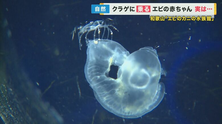 クラゲに乗りながらクラゲを「食べる」エビの赤ちゃんを見られる水族館は国内でもレア 和歌山県の水族館で公開｜FNNプライムオンライン