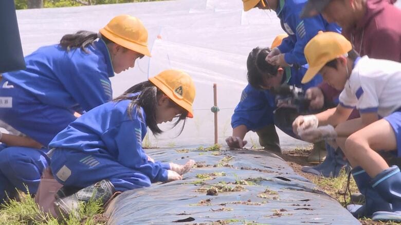 特産のトウモロコシ『タカネコーン』地元の小学生が種まき 9月には1000本が実る見込み 岐阜県高山市｜FNNプライムオンライン