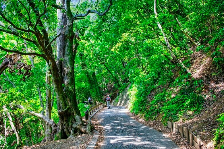 高尾山にツキノワグマ　人気の登山道1号路付近で確認　シルバーウィーク控え八王子市が注意呼びかけ｜FNNプライムオンライン