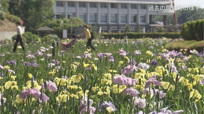 北潟湖畔「花菖蒲まつり」6月7日開幕 300種類、20万本の花菖蒲が見頃に 市内周遊のトゥクトゥクも無料運行【福井】|FNNプライムオンライン