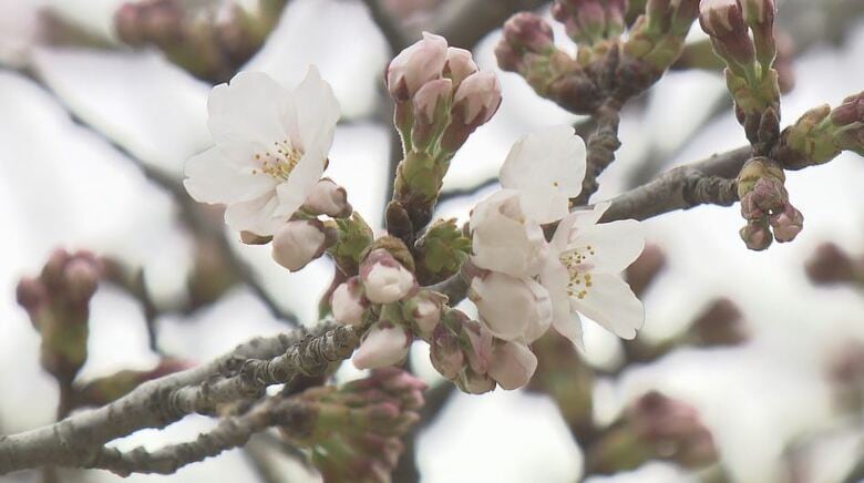桜前線が北上　長野市の桜の開花を宣言　風物詩「花見小屋」は4月6日にオープン　城山公園の見頃は週末か｜FNNプライムオンライン