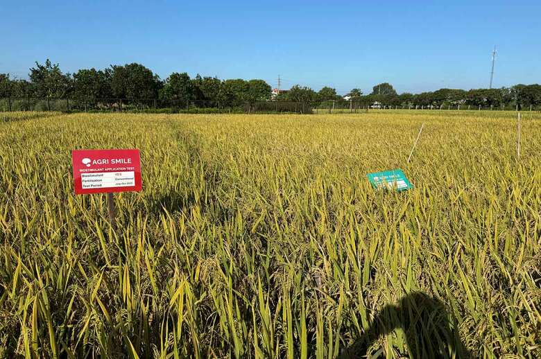 気候変動下でのコメ収量の増加に向けたベトナムでの実証を完了