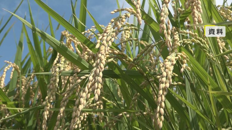 【速報】コシヒカリの概算金が去年の1.7倍に 60キロ当たり2万9000円 激化する集荷競争見据え農家への“前払い金”を大幅アップ JA福井県|FNNプライムオンライン