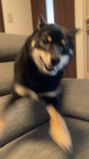 凄まじいスピードの中、飼い主さんが捉えたぺこちゃんの顔