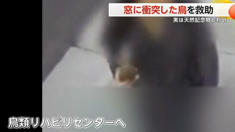 鳥類リハビリセンターへ連れていかれた鳥