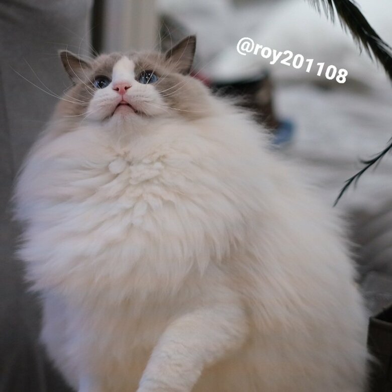 提供：ロイくん@roy201108さん