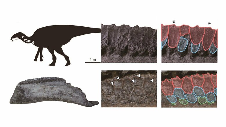 他のハドロサウルス科の歯（右下）に対して、ヤマトサウルスの歯（右上）は数が少ない（シルエット：増川玄哉氏）