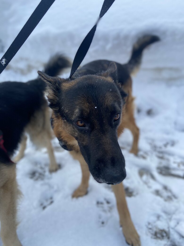 雪の日のお散歩