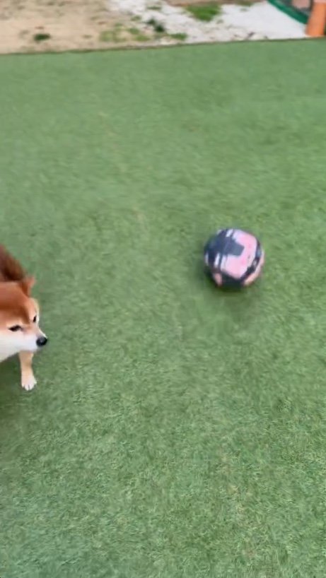 提供：Nerushibaさん