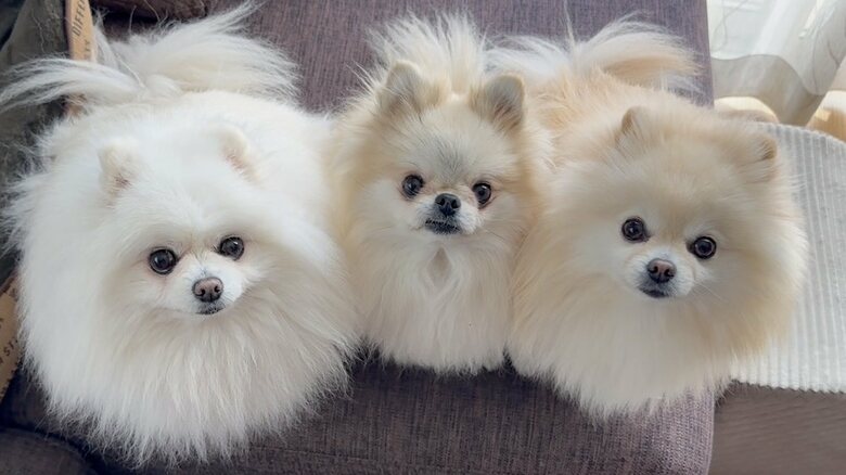 提供：愉快な3姉妹ポメラニアンちゃんねるさん