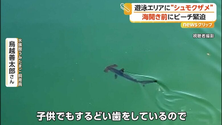 子どもでも鋭い歯をしているという