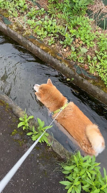 提供：柴リアンハスキーもちごめ兄弟さん