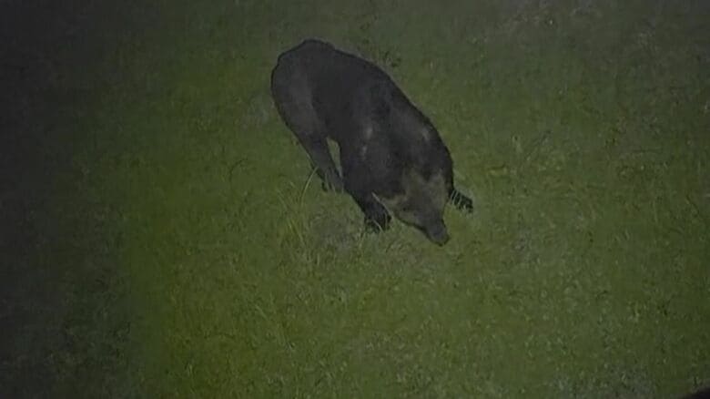 福島町で目撃されたクマ（撮影：視聴者）