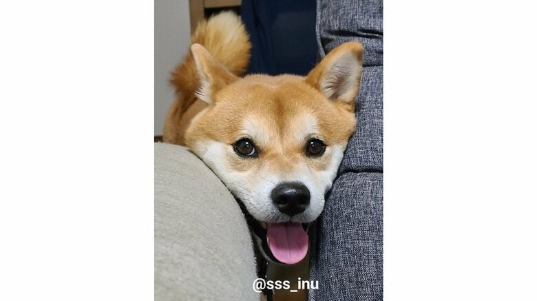 狭いところが好き？挟まる麦くん