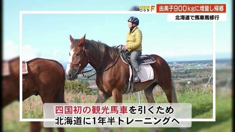 観光馬車のトレーニングをする「由美子」