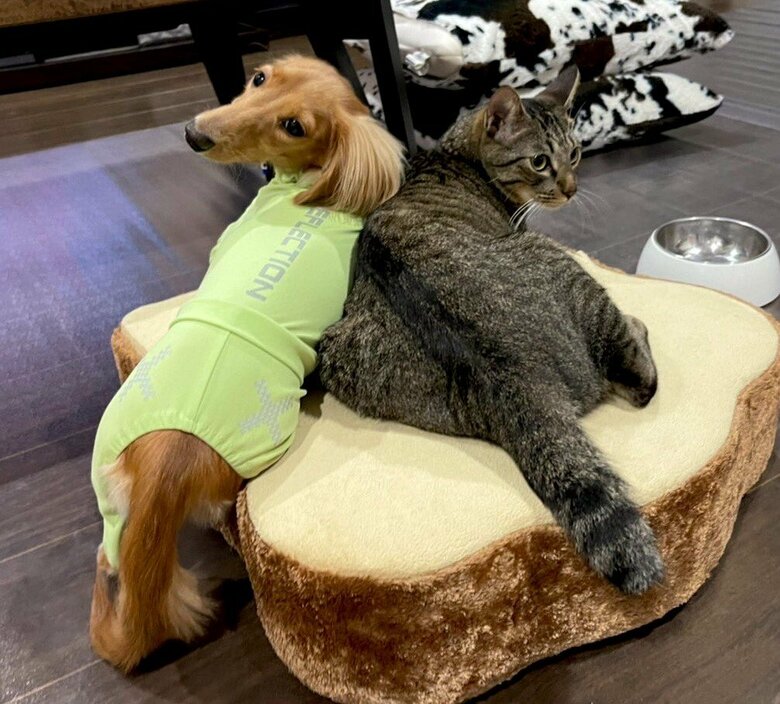 それでも、仲は良いという。同じクッションに仲良く座ることも